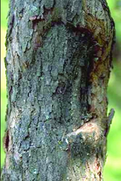 canker on tree