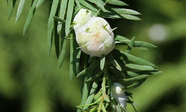 Cypress Twig Galls