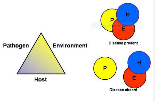 Disease Triangle chart