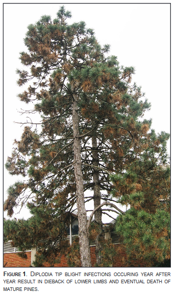 Picture of Tree (Fig. 1 Diplodia Top blight infections occurring year after year result in dieback of lower limbs and eventual death of mature pines)