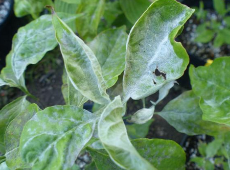 Dogwood Powdery Mildew