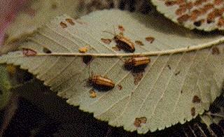 Elm Leaf Beetles on leaf