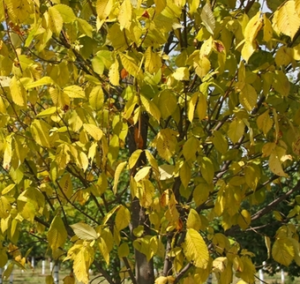 Elm Yellows