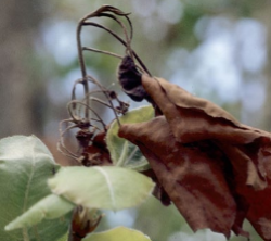 dried up leaf