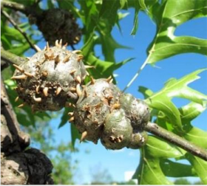 Galls on branch