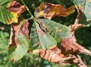 leaves dying