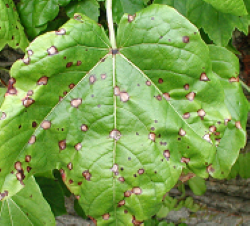 Guignardia Leaf Spot of Boston Ivy