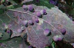 purple leaf and berries