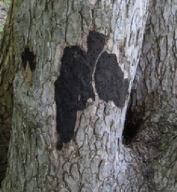 canker on tree