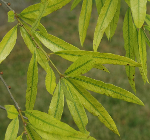 leaves