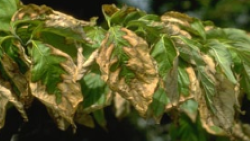 dried plant leaves