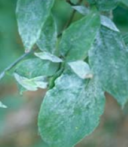 Dogwood Mildew