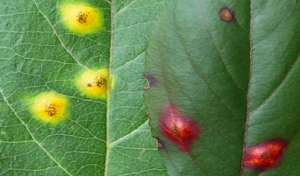 Spots on leaves