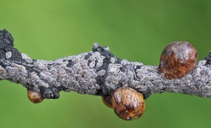 eggs on branches