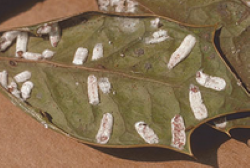 Cottony Camellia Scale on leaf