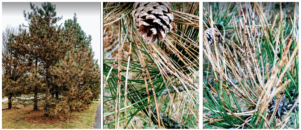 Brown pine needles collage