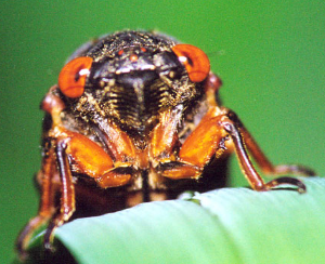 cicada face