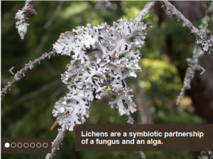 Picture of Lichen with text "Lichens are a symbolic partnership of a fungus and an alga"