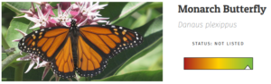 Monarch Butterfly chart