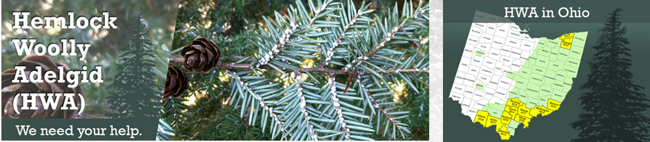 Hemlock Woolly Adelgid (HWA) banner with HWA in Ohio map