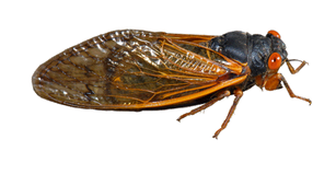 Cicada