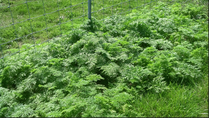 field of poison hemlock