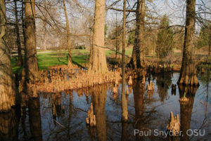 trees coming out of water