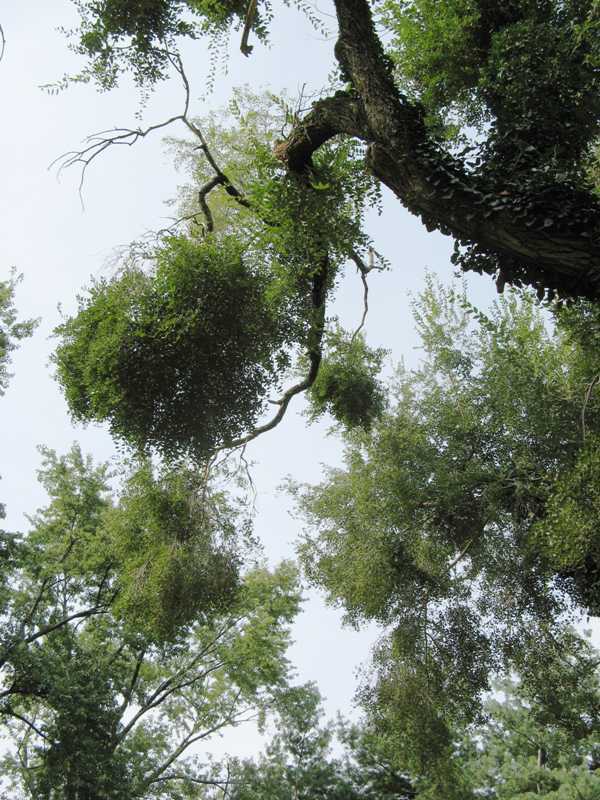 Witches' Broom tree branches