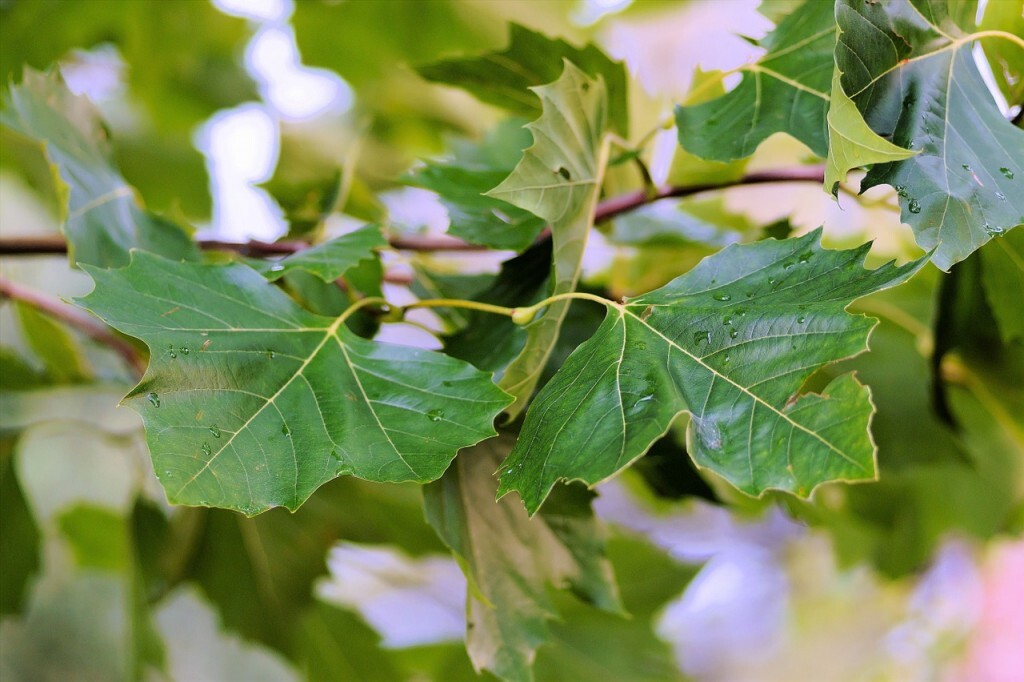 leaves