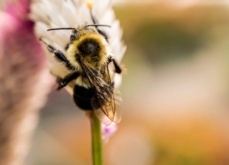 bee on flower