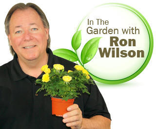 In the garden with Ron Wilson with man holding plant