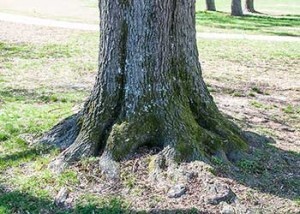 tree roots