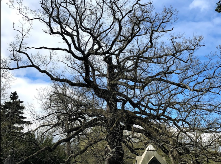 Tree with curvy branches