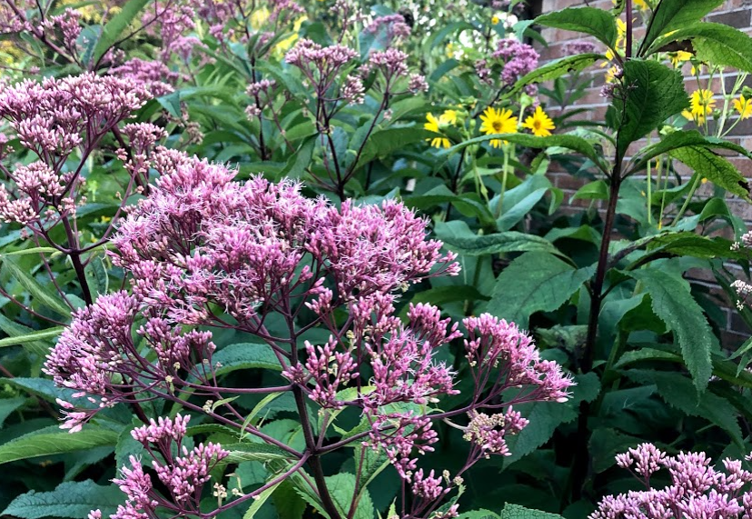 bed of flowers