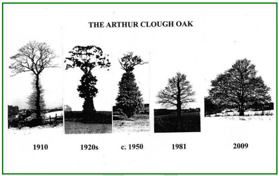 The Arthur Clough Oak Tree Evolution (1910, 1920s, 1950, 1981, 2009)