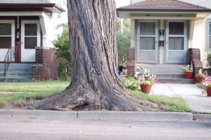 tree on side of road