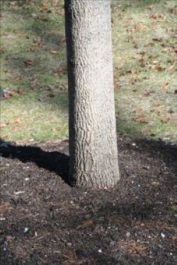 tree in ground