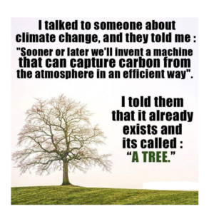 Picture of tree with quote