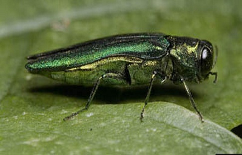 Emerald Ash Borer