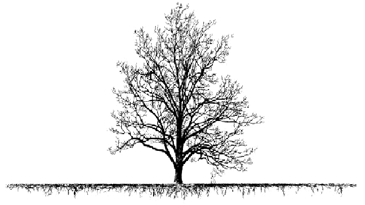 Tree and tree roots in ground drawing