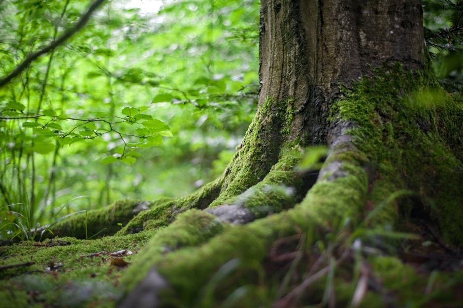 Tree roots with moss