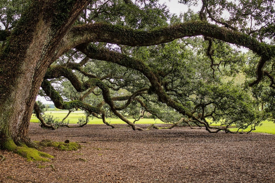 large tree branches