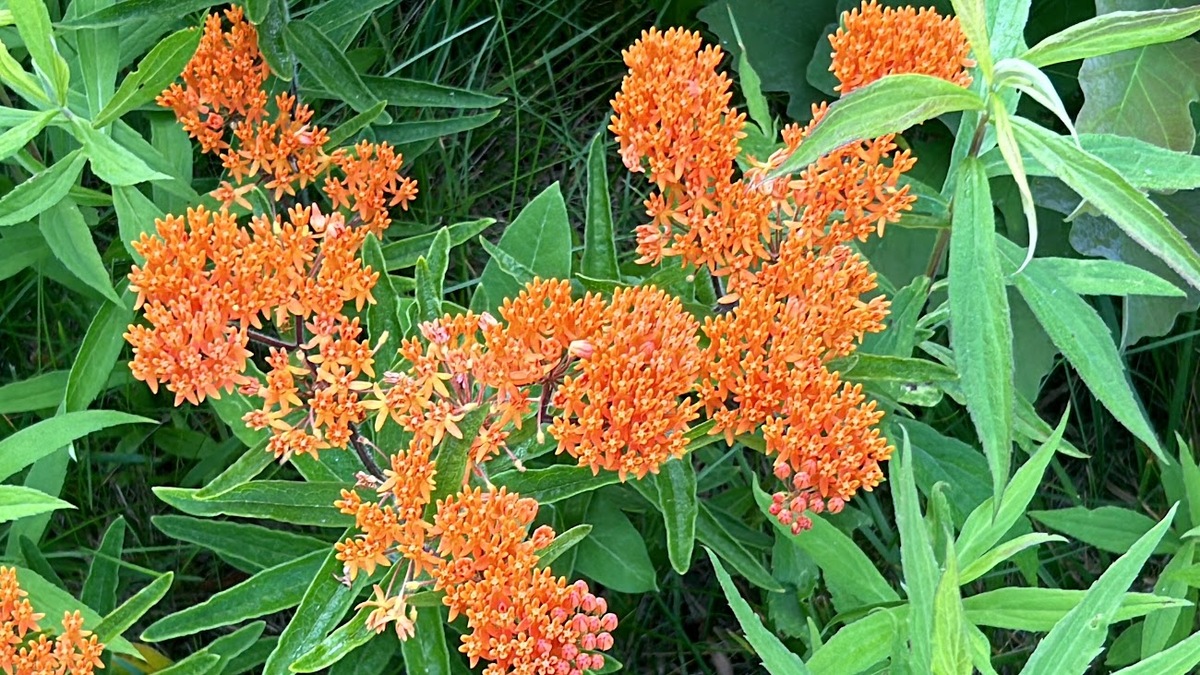 butterfly weed flowers