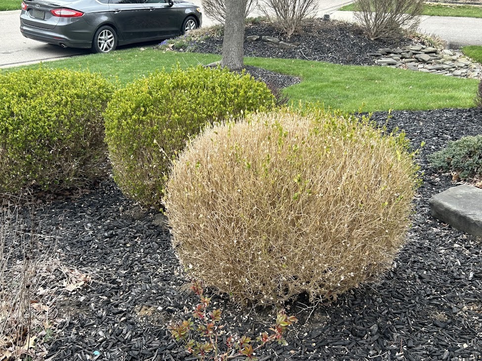 boxwood killed by box tree moth