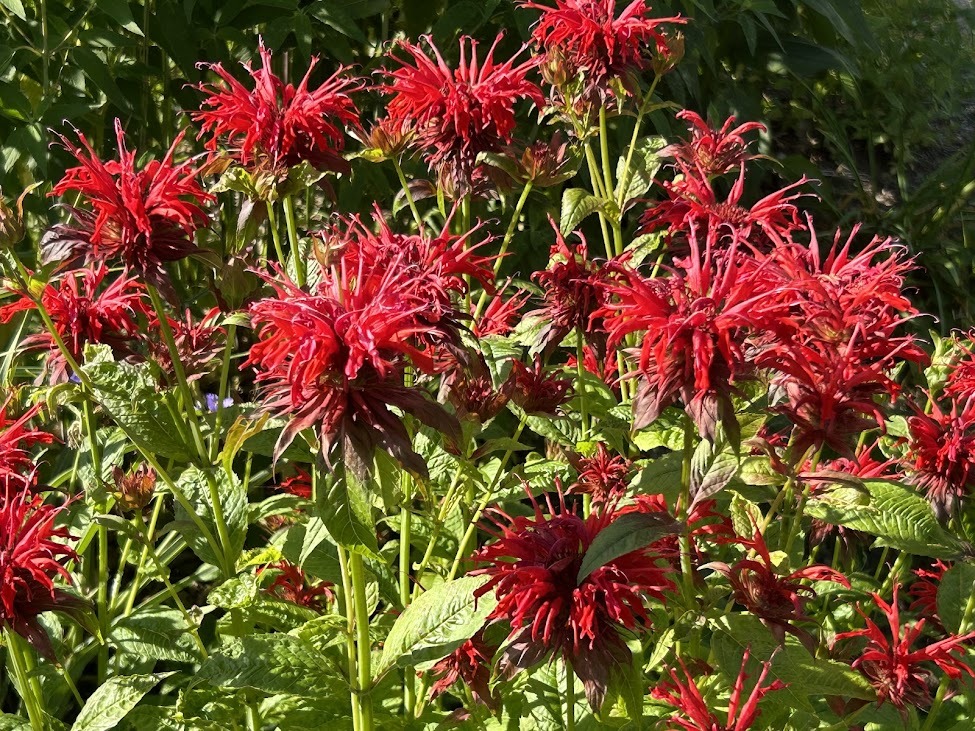 red flowers