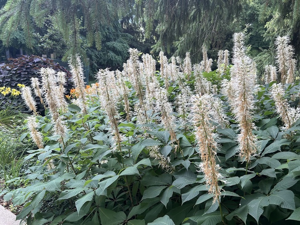 bottlebrush buckeye