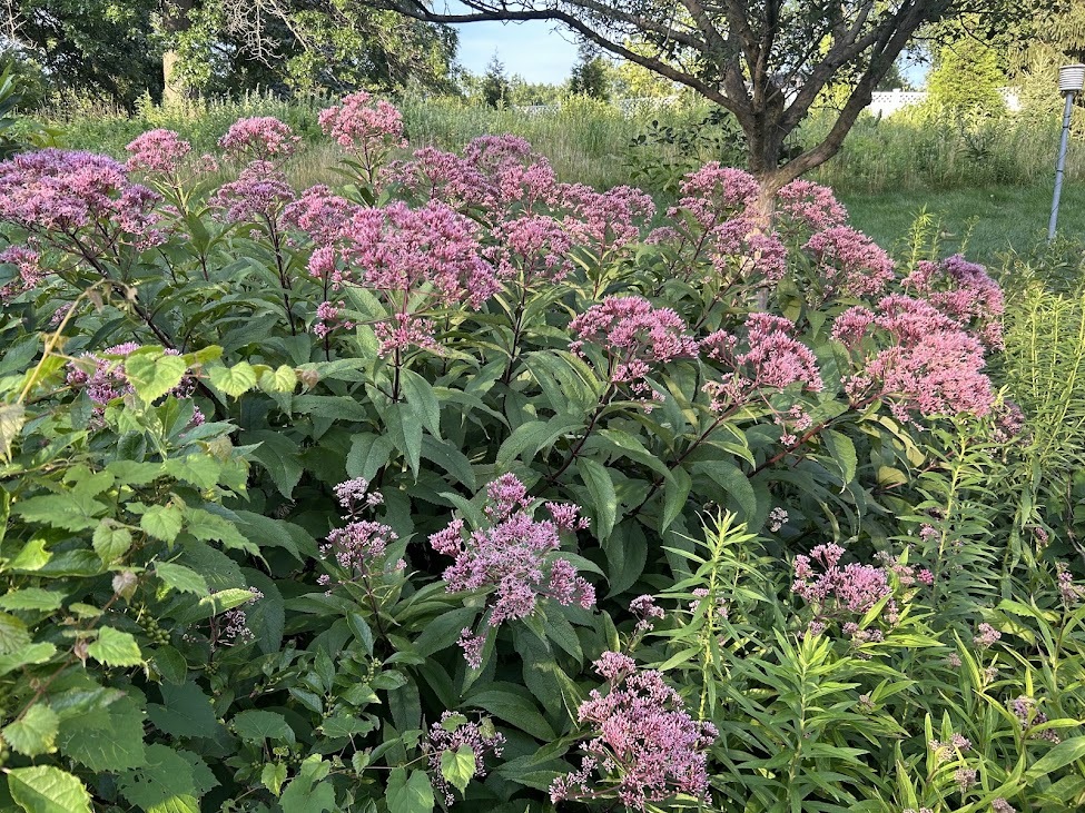 Joe Pye weed