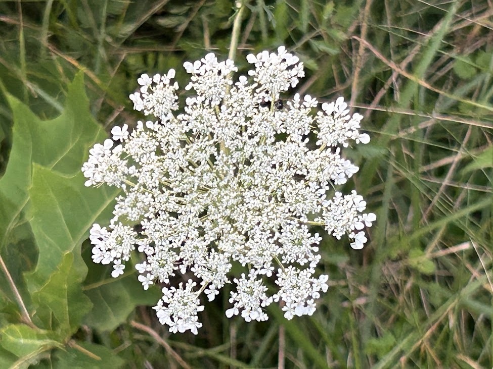 queen anne's lace