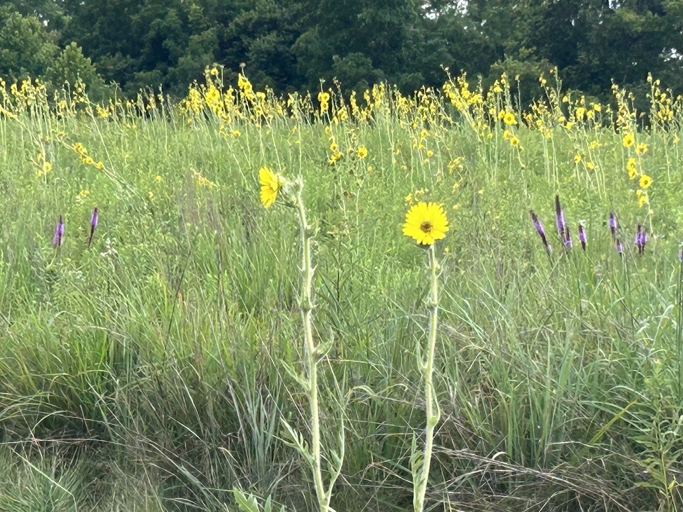 compass plants