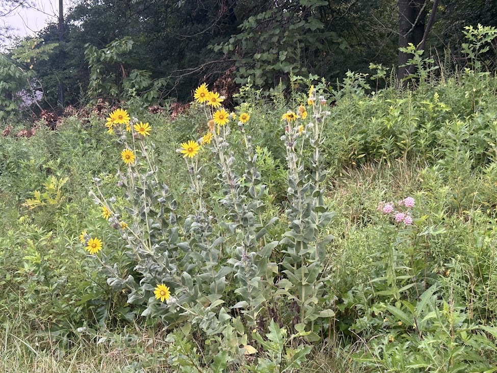 August flowers